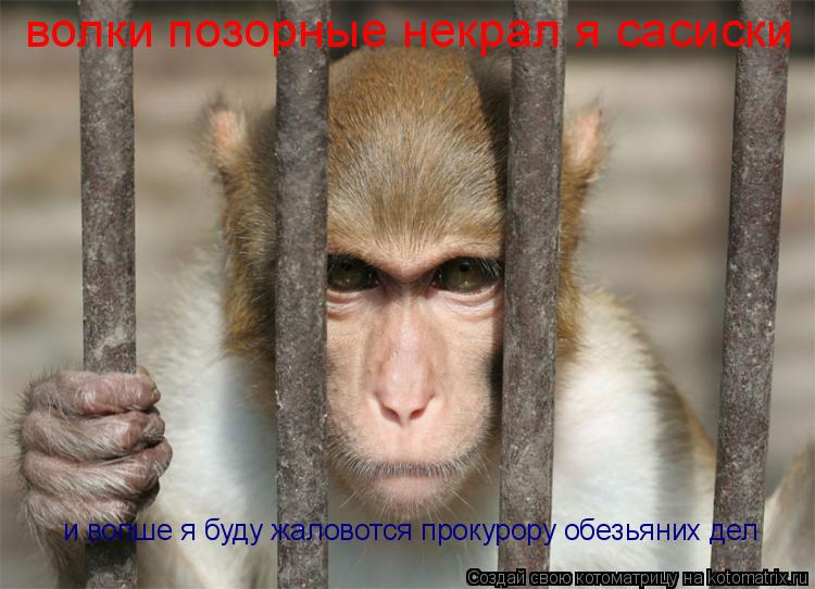 волки позорные некрал я сасиски и вопше я буду жаловотся прокурору обезьяних дел... Котоматрица: волки позорные некрал я сасиски и вопше я буду жаловотся прокурору обезьяних дел