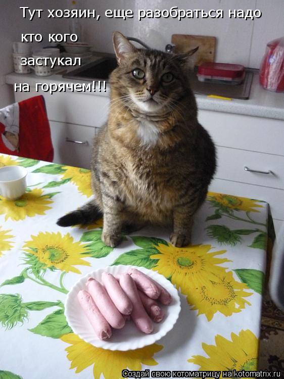 Тут хозяин, еще разобраться надо кто кого застукал на горячем!!!... Котоматрица: Тут хозяин, еще разобраться надо кто кого застукал на горячем!!!