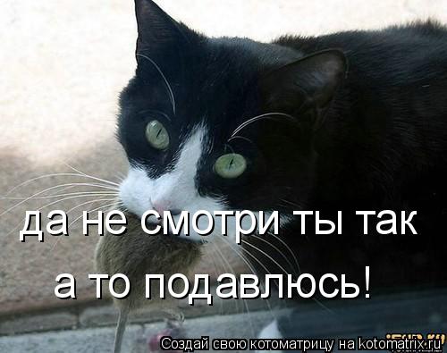 да не смотри ты так а то подавлюсь!... Котоматрица: да не смотри ты так а то подавлюсь!