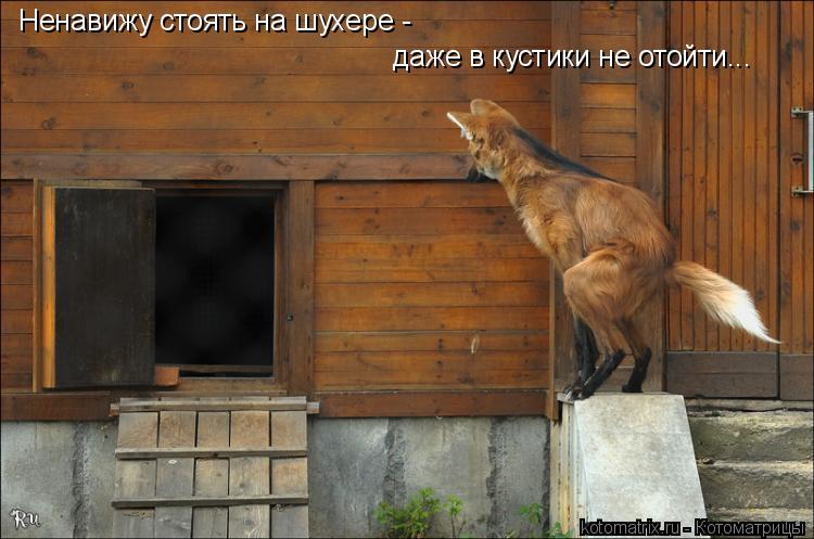 Котоматрица: Ненавижу стоять на шухере -  даже в кустики не отойти...