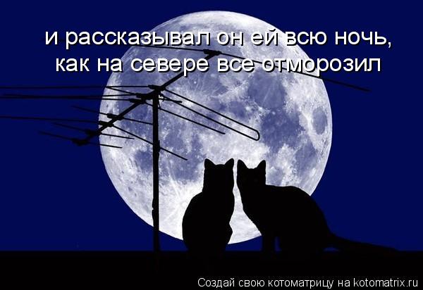 Котоматрица: и рассказывал он ей всю ночь, как на севере все отморозил