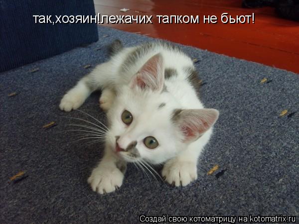 так,хозяин!лежачих тапком не бьют!... Котоматрица: так,хозяин!лежачих тапком не бьют!