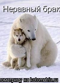 Неравный брак.... Котоматрица: Неравный брак.