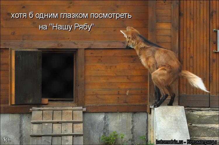 хотя б одним глазком посмотреть на "Нашу Рябу"... Котоматрица: хотя б одним глазком посмотреть на "Нашу Рябу"