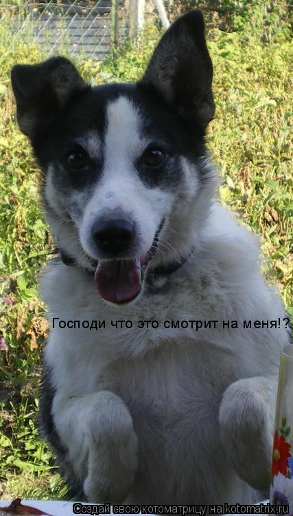 Господи что это смотрит на меня!?... Котоматрица: Господи что это смотрит на меня!?