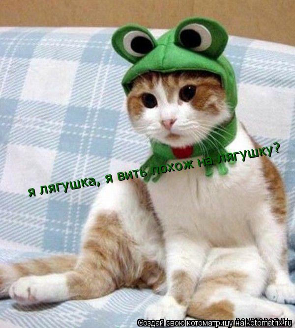 я лягушка, я вить похож на лягушку?... Котоматрица: я лягушка, я вить похож на лягушку?