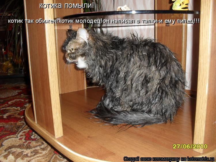 котика помыли! котик так обижен!котик молодец!он написал в тапки-и ему пипец!!!... Котоматрица: котика помыли! котик так обижен!котик молодец!он написал в тапки-и ему пипец!!!