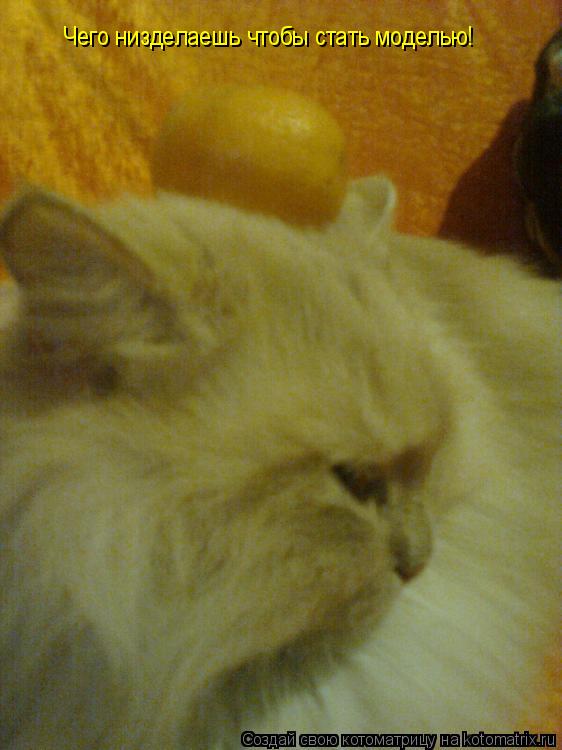 Чего низделаешь чтобы стать моделью!... Котоматрица: Чего низделаешь чтобы стать моделью!