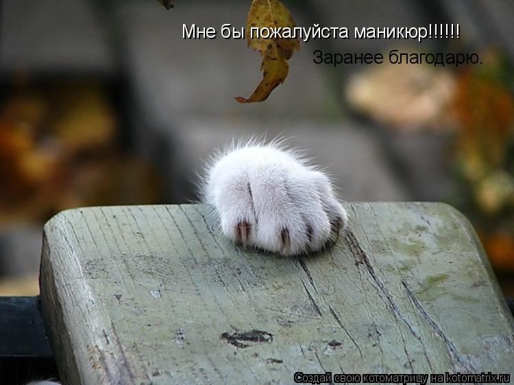 Мне бы пожалуйста маникюр!!!!!! Заранее благодарю.... Котоматрица: Мне бы пожалуйста маникюр!!!!!! Заранее благодарю.