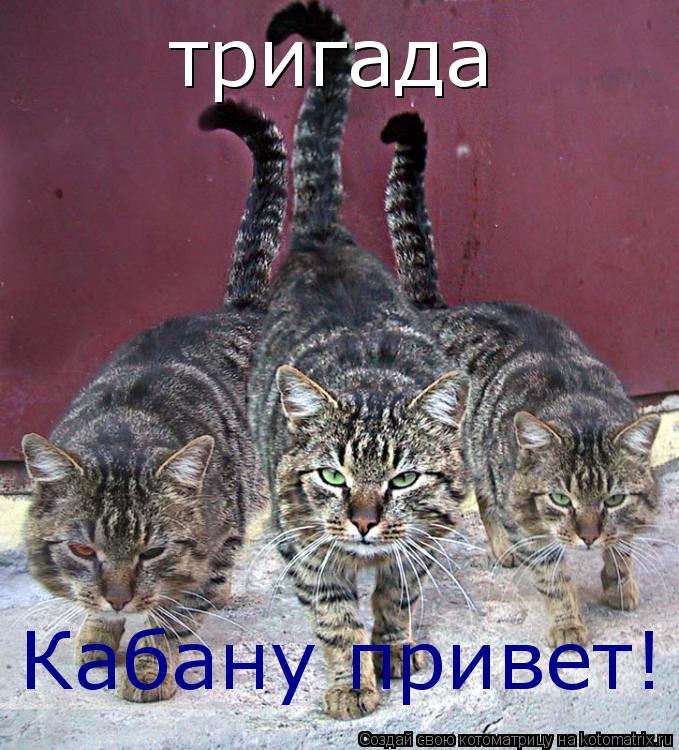 тригада Кабану привет!... Котоматрица: тригада Кабану привет!