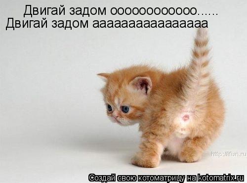 Двигай задом оооооооооооо...... Двигай задом аааааааааааааааа... Котоматрица: Двигай задом оооооооооооо...... Двигай задом аааааааааааааааа