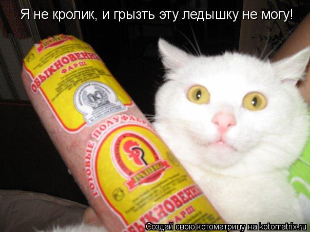 Я не кролик, и грызть эту ледышку не могу!... Котоматрица: Я не кролик, и грызть эту ледышку не могу!