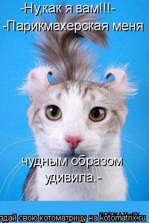-Ну,как я вам!!!- -Парикмахерская меня чудным образом удивила.-... Котоматрица: -Ну,как я вам!!!- -Парикмахерская меня чудным образом удивила.-