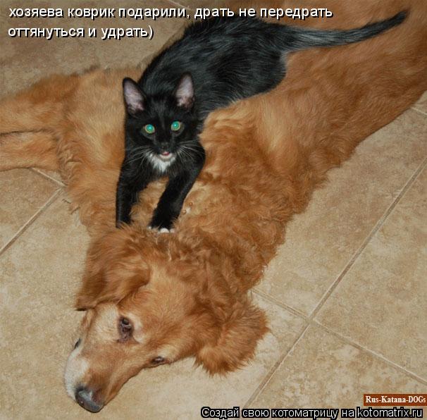 хозяева коврик подарили, драть не передрать оттянуться и удрать)... Котоматрица: хозяева коврик подарили, драть не передрать оттянуться и удрать)