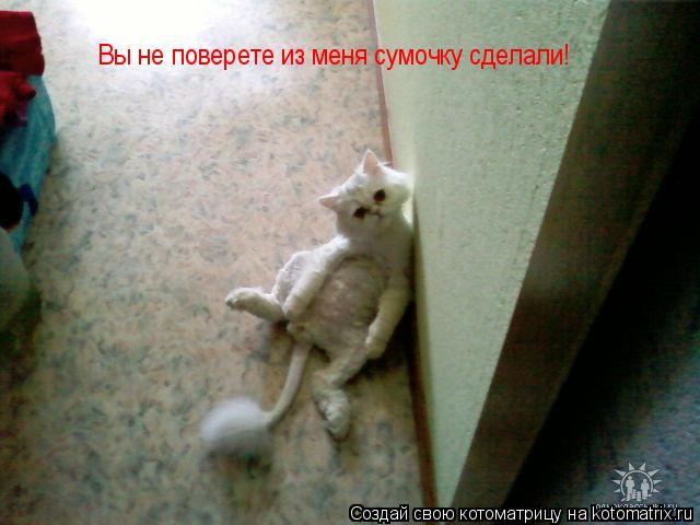 Вы не поверете из меня сумочку сделали!... Котоматрица: Вы не поверете из меня сумочку сделали!