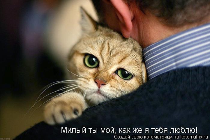 Милый ты мой, как же я тебя люблю!... Котоматрица: Милый ты мой, как же я тебя люблю!