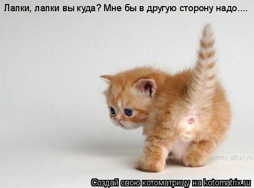 Лапки, лапки вы куда? Мне бы в другую сторону надо....... Котоматрица: Лапки, лапки вы куда? Мне бы в другую сторону надо....