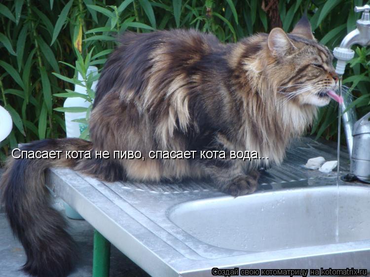 Спасает кота не пиво, спасает кота вода...... Котоматрица: Спасает кота не пиво, спасает кота вода...