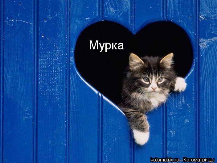 Мурка... Котоматрица: Мурка