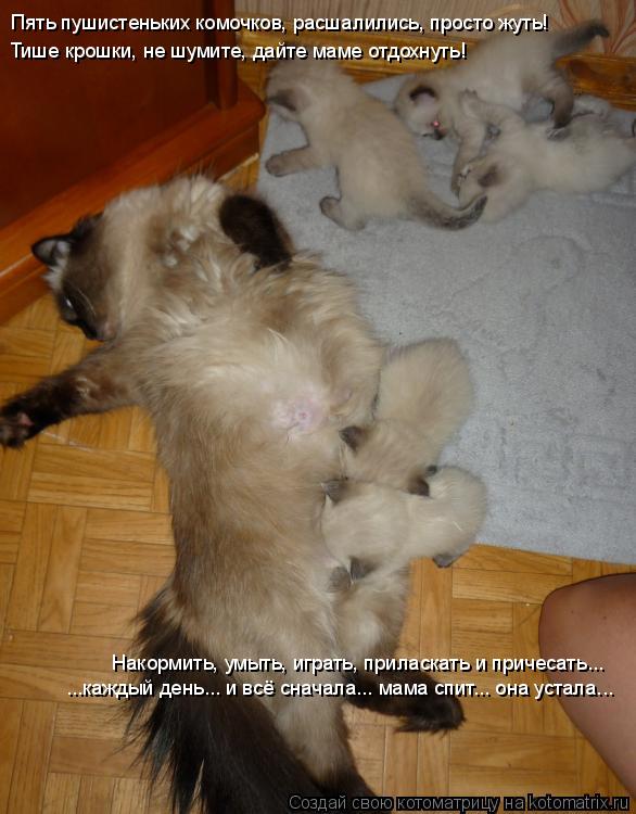 Пять пушистеньких комочков, расшалились, просто жуть! Тише крошки, не шумите, дайте маме отдохнуть! Н... Котоматрица: Пять пушистеньких комочков, расшалились, просто жуть! Тише крошки, не шумите, дайте маме отдохнуть! Накормить, умыть, играть, приласкать и пр