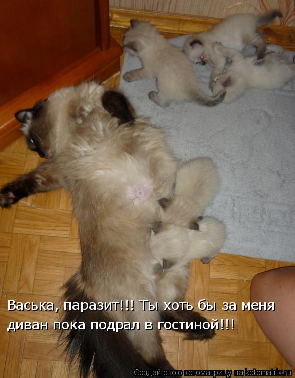 Васька, паразит!!! Ты хоть бы за меня диван пока подрал в гостиной!!!... Котоматрица: Васька, паразит!!! Ты хоть бы за меня диван пока подрал в гостиной!!!
