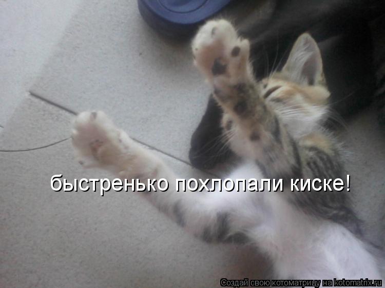 быстренько похлопали киске!... Котоматрица: быстренько похлопали киске!