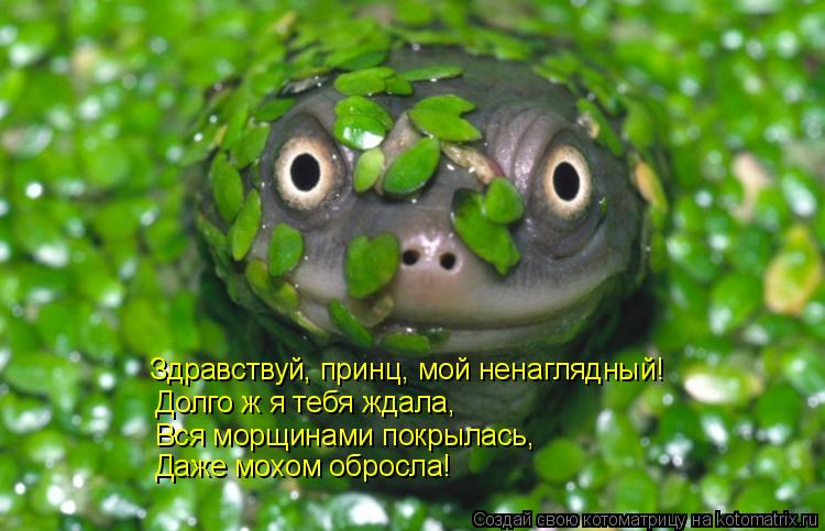 Здравствуй, принц, мой ненаглядный! Долго ж я тебя ждала, Вся морщинами покрылась, Даже мохом обросла... Котоматрица: Здравствуй, принц, мой ненаглядный! Долго ж я тебя ждала, Вся морщинами покрылась, Даже мохом обросла!