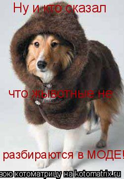 Ну и кто сказал что жывотные не разбираются в МОДЕ!!!... Котоматрица: Ну и кто сказал что жывотные не разбираются в МОДЕ!!!
