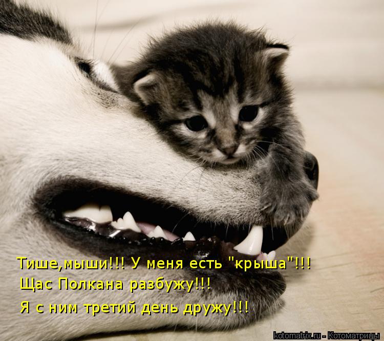 Тише,мыши!!! У меня есть "крыша"!!! Щас Полкана разбужу!!! Я с ним третий день дружу!!!... Котоматрица: Тише,мыши!!! У меня есть "крыша"!!! Щас Полкана разбужу!!! Я с ним третий день дружу!!!