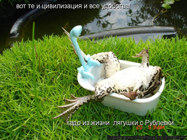 вот те и цивилизация и все удобства! кадр из жизни лягушки с Рублевки... Котоматрица: вот те и цивилизация и все удобства! кадр из жизни лягушки с Рублевки
