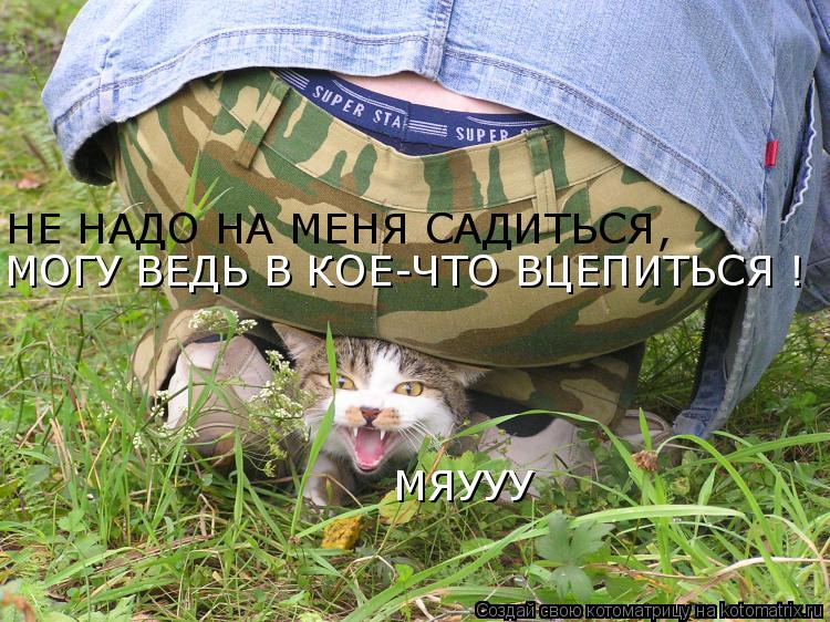 НЕ НАДО НА МЕНЯ САДИТЬСЯ, МОГУ ВЕДЬ В КОЕ-ЧТО ВЦЕПИТЬСЯ ! МЯУУУ... Котоматрица: НЕ НАДО НА МЕНЯ САДИТЬСЯ, МОГУ ВЕДЬ В КОЕ-ЧТО ВЦЕПИТЬСЯ ! МЯУУУ