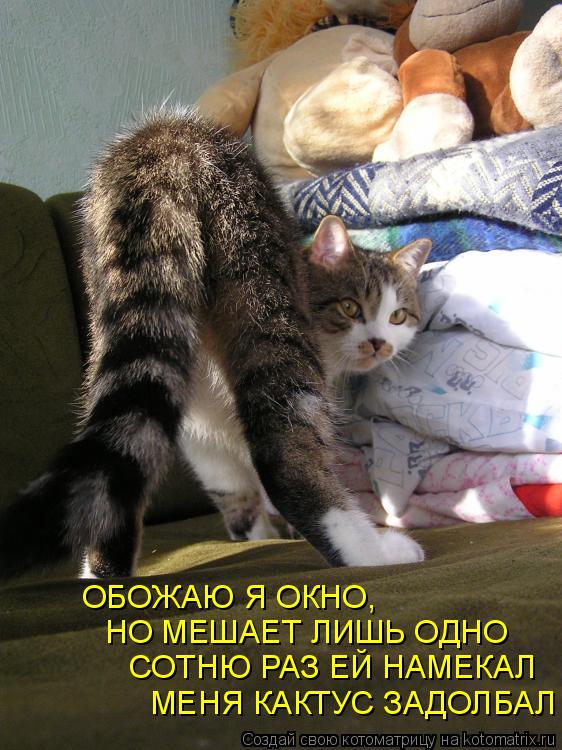 МЕНЯ КАКТУС ЗАДОЛБАЛ СОТНЮ РАЗ ЕЙ НАМЕКАЛ НО МЕШАЕТ ЛИШЬ ОДНО ОБОЖАЮ Я ОКНО,... Котоматрица: МЕНЯ КАКТУС ЗАДОЛБАЛ СОТНЮ РАЗ ЕЙ НАМЕКАЛ НО МЕШАЕТ ЛИШЬ ОДНО ОБОЖАЮ Я ОКНО,