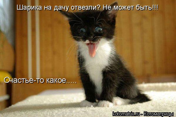Шарика на дачу отвезли? Не может быть!!! Счастье-то какое........ Котоматрица: Шарика на дачу отвезли? Не может быть!!! Счастье-то какое.....