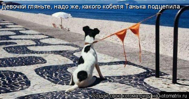 Девочки гляньте, надо же, какого кобеля Танька подцепила.... Котоматрица: Девочки гляньте, надо же, какого кобеля Танька подцепила.