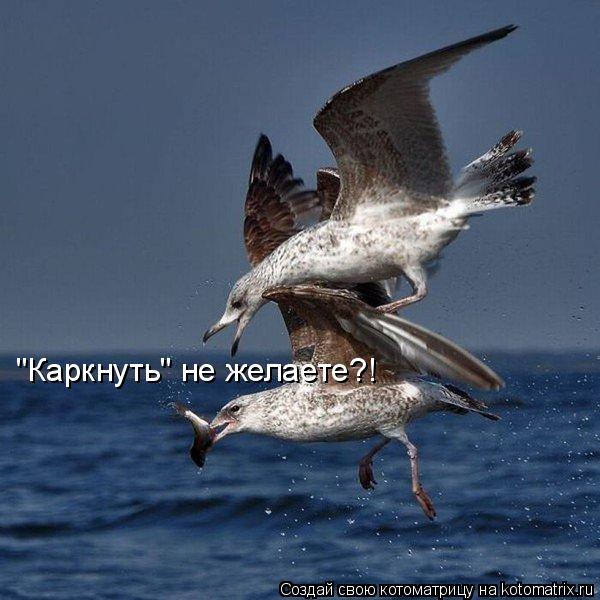 Котоматрица: "Каркнуть" не желаете?!