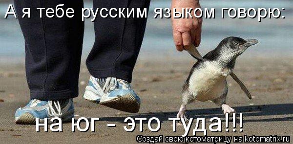 А я тебе русским языком говорю: на юг - это туда!!!... Котоматрица: А я тебе русским языком говорю: на юг - это туда!!!