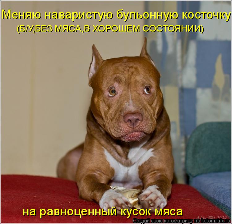 Котоматрица: Меняю наваристую бульонную косточку (Б/У,БЕЗ МЯСА,В ХОРОШЕМ СОСТОЯНИИ) на равноценный кусок мяса