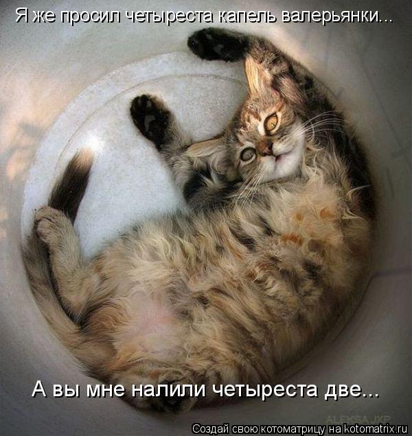 Я же просил четыреста капель валерьянки... А вы мне налили четыреста две...... Котоматрица: Я же просил четыреста капель валерьянки... А вы мне налили четыреста две...