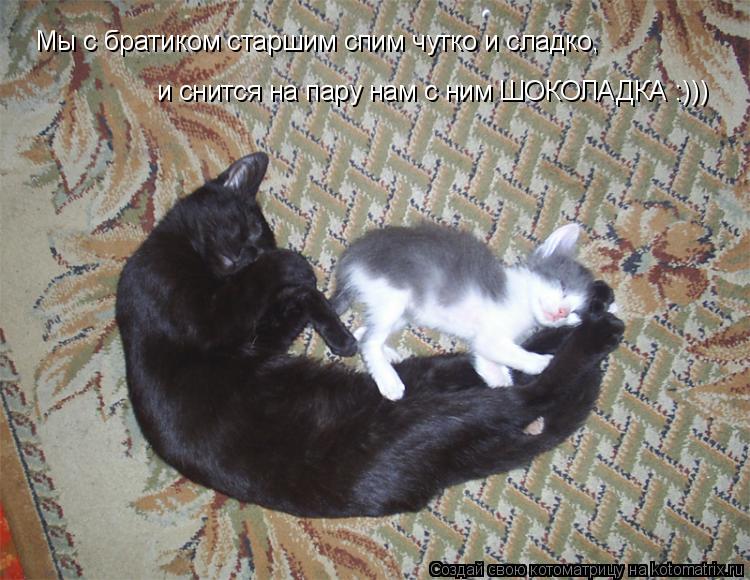Мы с братиком старшим спим чутко и сладко, и снится на пару нам с ним ШОКОЛАДКА :)))... Котоматрица: Мы с братиком старшим спим чутко и сладко, и снится на пару нам с ним ШОКОЛАДКА :)))