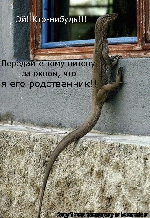 Эй! Кто-нибудь!!! Передайте тому питону за окном, что я его родственник!!!... Котоматрица: Эй! Кто-нибудь!!! Передайте тому питону за окном, что я его родственник!!!