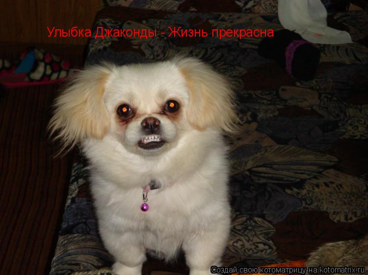 Улыбка Джаконды - Жизнь прекрасна... Котоматрица: Улыбка Джаконды - Жизнь прекрасна