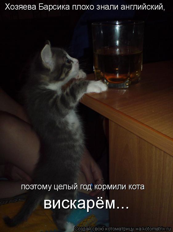 Хозяева Барсика плохо знали английский, поэтому целый год кормили кота вискарём...... Котоматрица: Хозяева Барсика плохо знали английский, поэтому целый год кормили кота вискарём...
