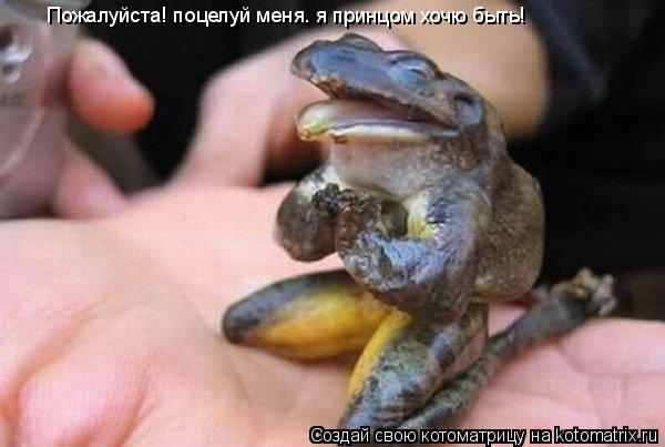Пожалуйста! поцелуй меня. я принцом хочю быть!... Котоматрица: Пожалуйста! поцелуй меня. я принцом хочю быть!