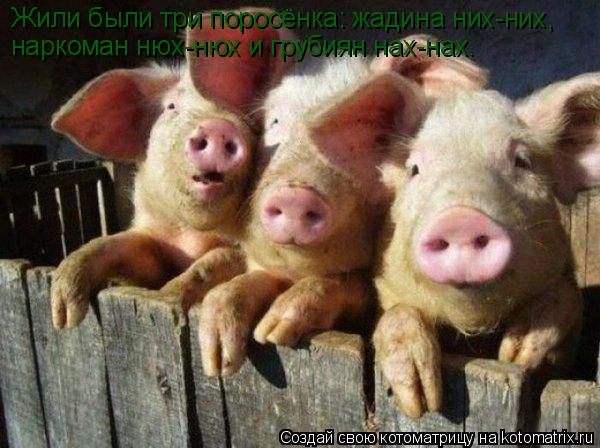 Жили были три поросёнка: жадина них-них, наркоман нюх-нюх и грубиян нах-нах.... Котоматрица: Жили были три поросёнка: жадина них-них, наркоман нюх-нюх и грубиян нах-нах.