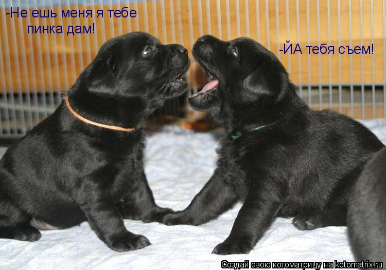 -ЙА тебя съем! -Не ешь меня я тебе пинка дам!... Котоматрица: -ЙА тебя съем! -Не ешь меня я тебе пинка дам!