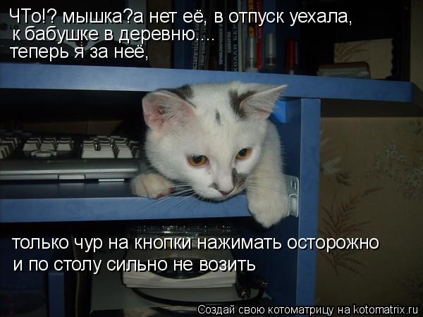 ЧТо!? мышка?а нет её, в отпуск уехала, к бабушке в деревню.... теперь я за неё, только чур на кнопки ... Котоматрица: ЧТо!? мышка?а нет её, в отпуск уехала, к бабушке в деревню.... теперь я за неё, только чур на кнопки нажимать осторожно и по столу сильно не вози