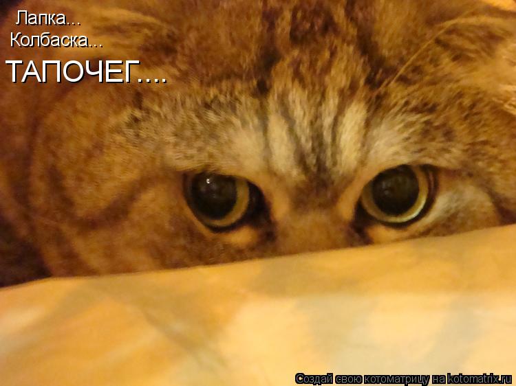 Лапка... Колбаска... ТАПОЧЕГ....... Котоматрица: Лапка... Колбаска... ТАПОЧЕГ....