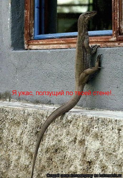 Я ужас, ползущий по твоей стене!..... Котоматрица: Я ужас, ползущий по твоей стене!..