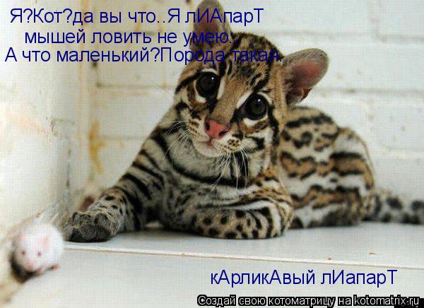 Я?Кот?да вы что..Я лИАпарТ мышей ловить не умею.. А что маленький?Порода такая. кАрликАвый лИапарТ... Котоматрица: Я?Кот?да вы что..Я лИАпарТ мышей ловить не умею.. А что маленький?Порода такая. кАрликАвый лИапарТ