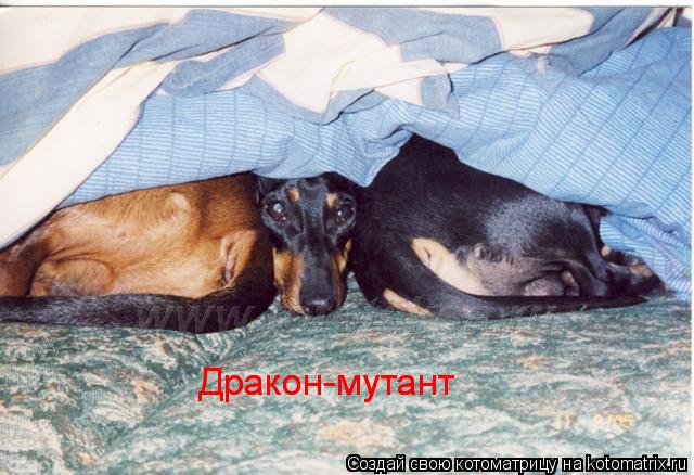 Дракон-мутант Дракон-мутант... Котоматрица: Дракон-мутант Дракон-мутант